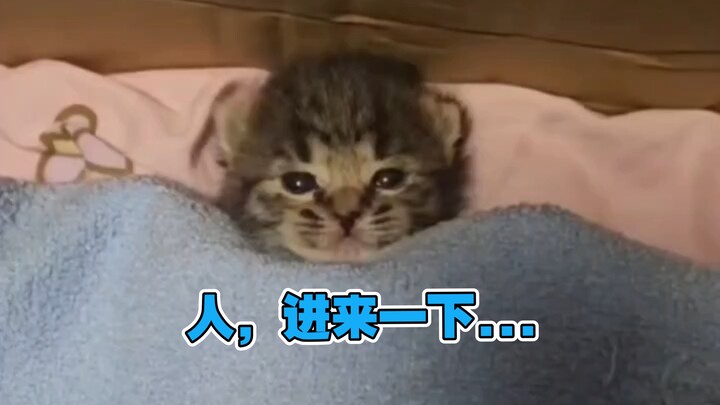 Cho tôi ngủ đi! 😡