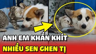 TÌNH CẢM khắn khít của anh em CHÓ và MÈO khiến nhiều sen GHEN TỊ 😍 | Yêu Lu