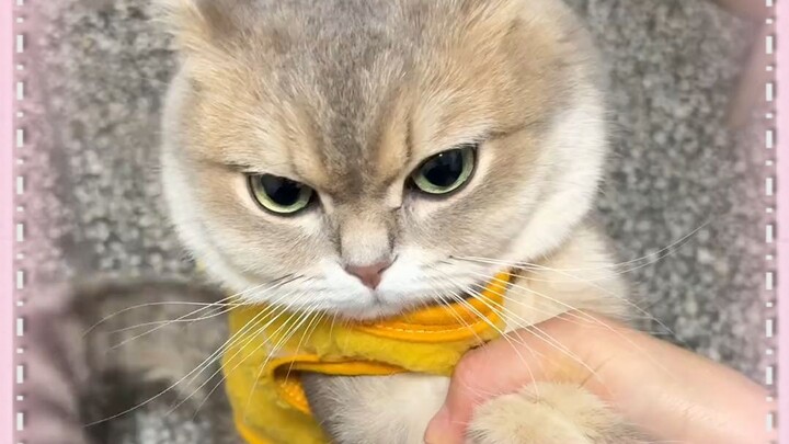Đã bảo là đừng đăng ảnh thẻ của Mi lên mạng mà!