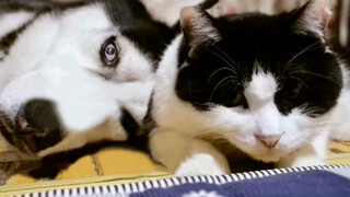 Husky passed away its cat pal 18 days no drink or eat to company