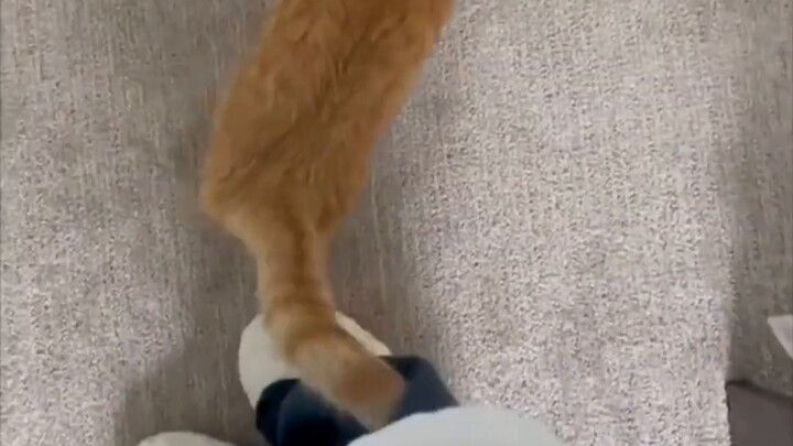 จะเกิดอะไรขึ้นหากคุณปฏิเสธโพสต์จากแมวซ้ำๆ กัน?