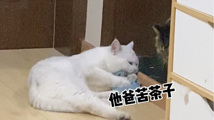 Kucing saya ternyata lebih gila daripada saya!