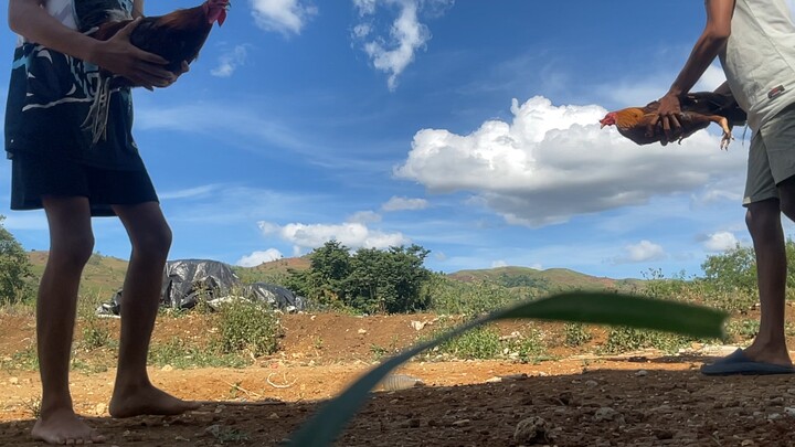 Gilmore hatch vs gold