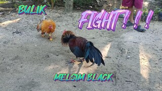 MELSIM BLACK VS BULIK NG KAPITBAHAY   SPAR!!