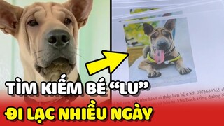 Tìm kiếm bé LU bị xe đụng trúng và ĐI LẠC mấy ngày qua | Yêu Lu