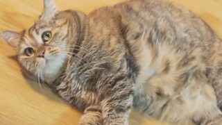 Kucing tua sangat cemas mencari makan