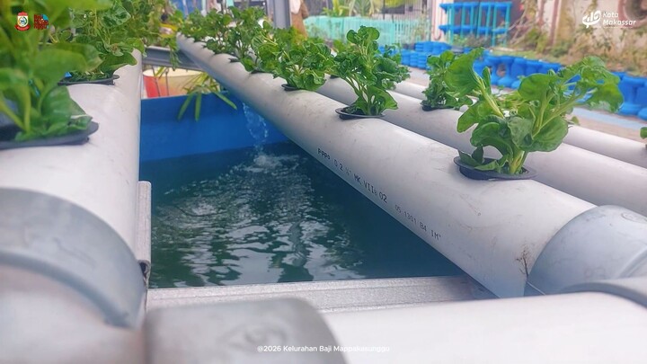VLOG URBAN FARMING BAJIKI 04 2026