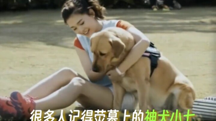 Hồi nhỏ lần đầu xem “Thần Khuyển Tiểu Thất”, chẳng hiểu gì nhưng vẫn khóc; lớn rồi vẫn xem là lại kh