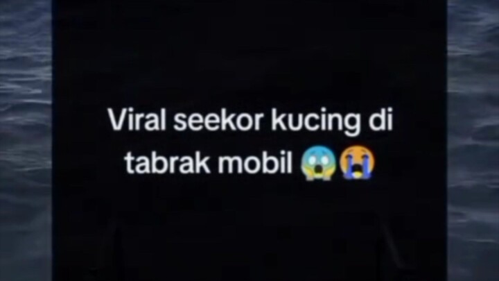 VIRAL SEEKOR KUCING DITABRAK MOBIL 😭😱😱