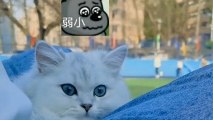 I kind of regret taking my cat out.