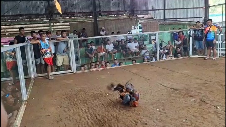 3Cock Derby (Champion)                  30 May 2026