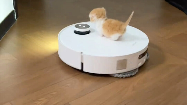 Nhà có một chú mèo nhỏ