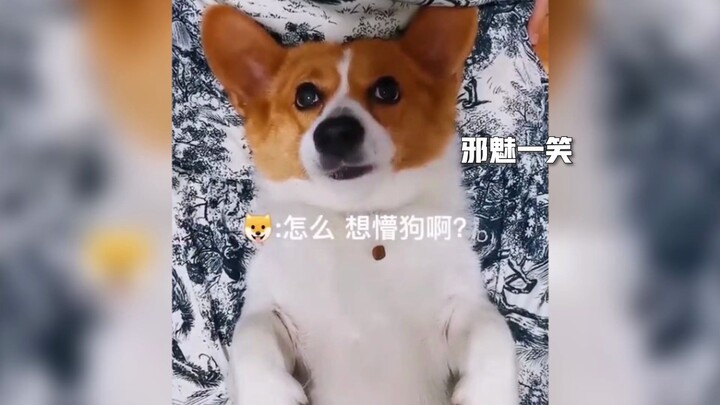 Anjing Corgi yang Tak Mungkin Makan Makanan Anjing Justru Viral! Apa Dia Makan Semua Selain Makanan 