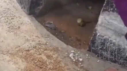 ผู้สูงอายุเสียชีวิต นกแก้วในบ้านวนเวียนอยู่ที่หลุมศพ