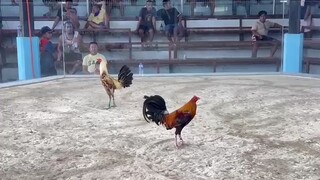 BrodFit handler's cock "King Bungo" in Tupi Gallera