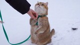 [Animals]The cat is walking in the snow