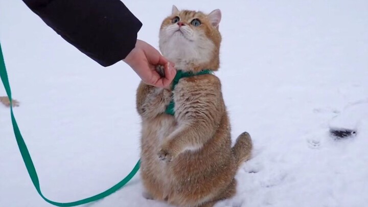 [สัตว์]แมวกำลังเดินอยู่ในหิมะ