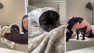 Dog's panic attack was gently resolved by his mother