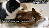 Funny Dogs: Border Collie VS Husky