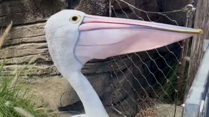 Khi bạn chụp ảnh chú chim bồ nông, nó sẽ giả vờ đứng yên một bên, rồi bất ngờ há to mỏ, như dội một 