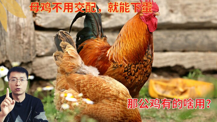 Ayam betina tidak perlu kawin dengan ayam jantan, tetap bertelur setiap hari. Lalu, apa fungsi keber