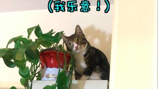 من الذي تقلّب له العينين؟! غو غو غو غو غو [أون أون قطة]