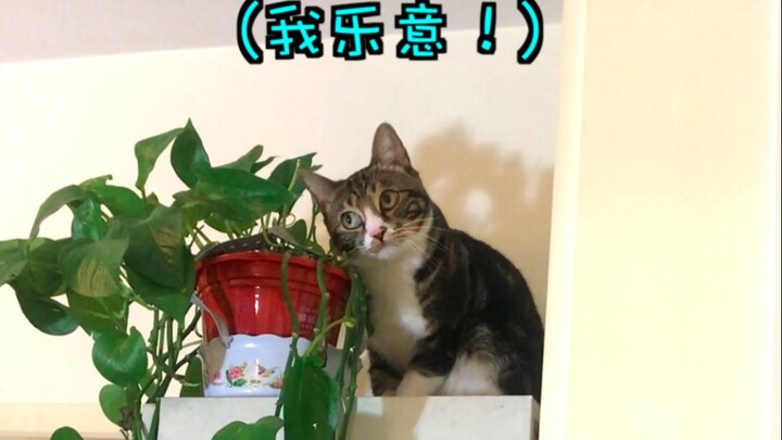 翻谁白眼儿呢？！鹅鹅鹅鹅鹅【尿尿是只猫】