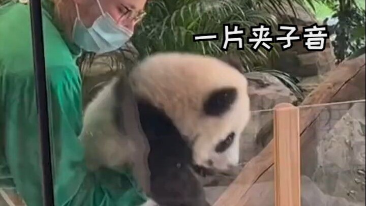 Ở Berlin, Đức, bé gấu trúc Mộng Điềm vừa bước vào “ca làm việc” trong tiếng reo hò rộn rã của du khá