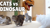 แมว vs ไดโนเสาร์ กิตติซอรัส