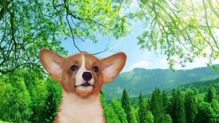 🐕หมา