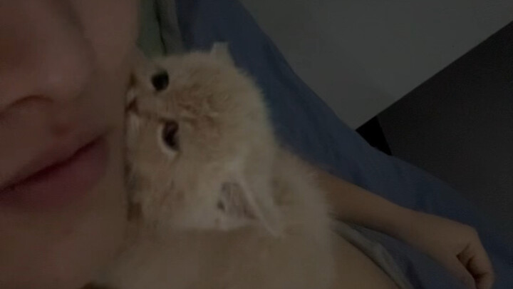 أكره القطط الصغيرة～