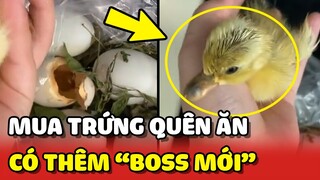 Mua trứng VỊT LỘN nhưng QUÊN ĂN cô gái hoang mang khi có BOSS MỚI 😂 | Yêu Lu