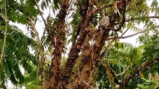 raining bird