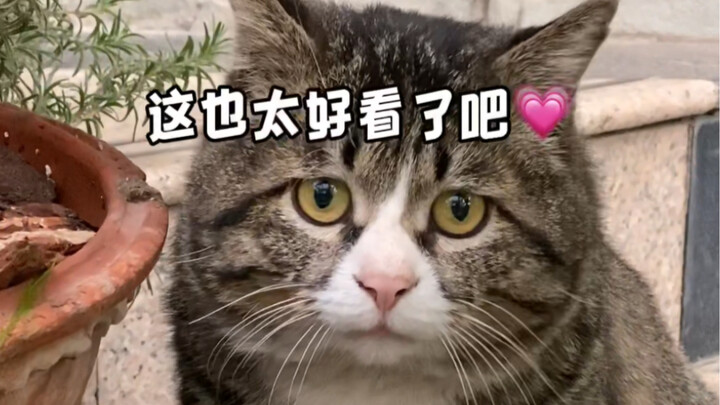 Nhặt được một chú mèo! Muốn mang về nhà nhưng bế không nổi