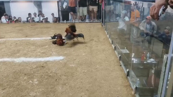 3 hits ulutan first fight  W