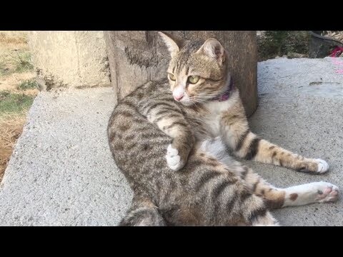 Kucing 🐈Bobby Paling Ganteng. Bikin Gemes!🐱😹😹