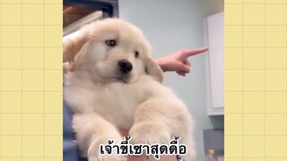 เพื่อนตัวน้อยแสนซน : เจ้าขี้เซาสุดดื้อ