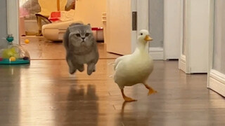 Duck: Being isolated is my fate, and I understand it.