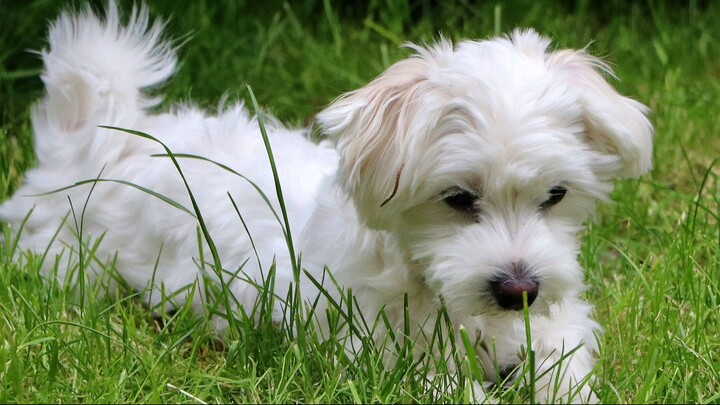 Creative Mebir Response in Dogs