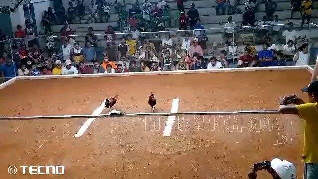 Melsims Crosses 3rd Fight Win