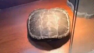 It is easy to change the country but difficult to move the tortoise shell