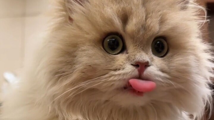 Does your cat act this skittish even when eating? 😂