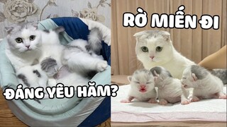 Chúc mừng Thất Thất lên chức mẹ bĩm sữa nha 😍  | Pets TV