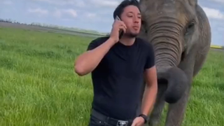 الأخ الصغير الذي نشأ مع أمه الفيل أخذ زمام المبادرة لمساعدة أمه في رعاية أطفالها عندما كبر