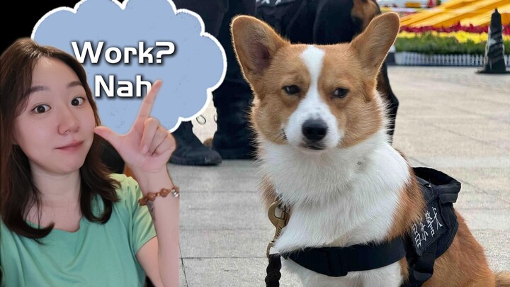 China's First Corgi Police Dog!
