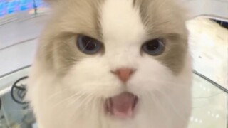 开，将大局逆转吧！