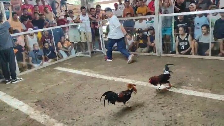 Boston x GL Kelso, loss