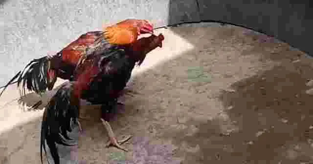 video ayam birma tarung