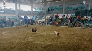 2x derby winner Wala na naman sugat mga kamanok🏆