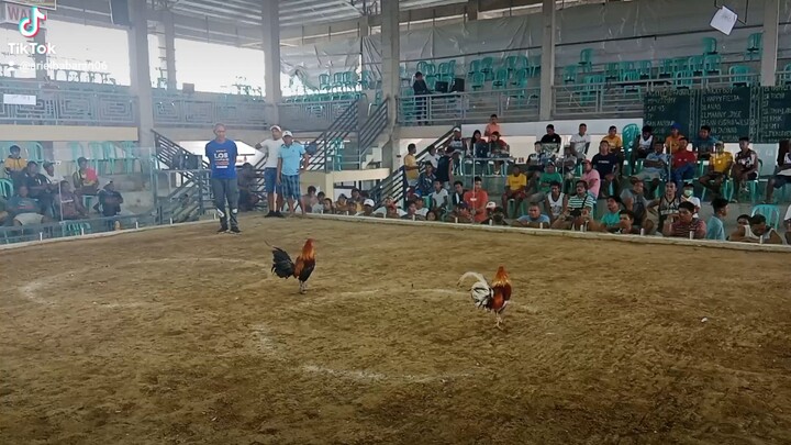 2x derby winner Wala na naman sugat mga kamanok🏆